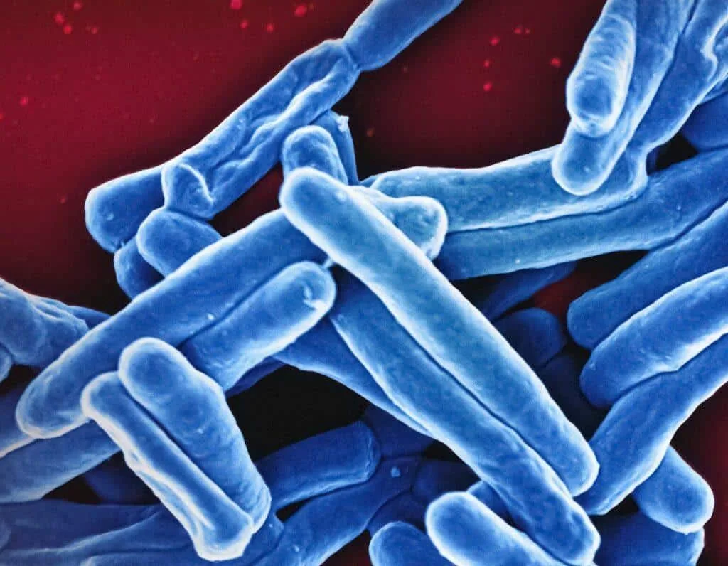 Probiotics